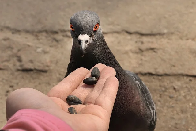 Le covoiturage c'est un bon plan pour les pigeons.